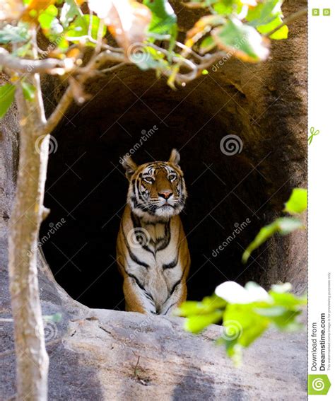 Wild Bengal Tiger In The Cave India Bandhavgarh National Park Madhya