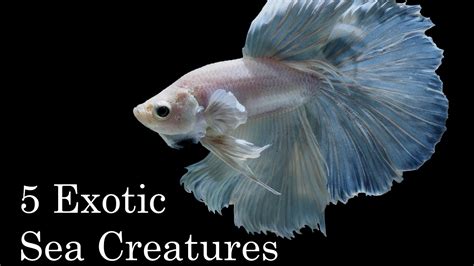 5 Exotic Sea Creatures Youtube