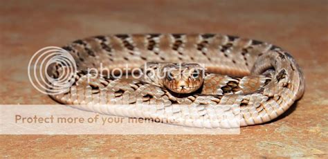 Sareptiles • View Topic Causus Rhombeatus