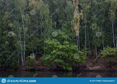 beautiful forest landscape on the opposite shore of the lake stock image image of swamp park