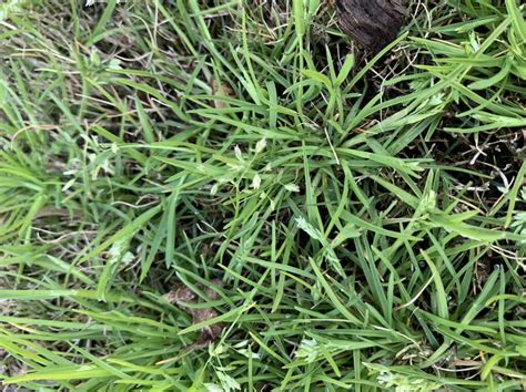 Weed Identification Bermuda Grass North Carolina Lawnsite™ Is The