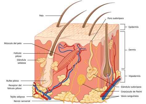 Introducción A La Piel Humana Share4rare