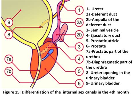 Ejaculatory Duct Anatomy