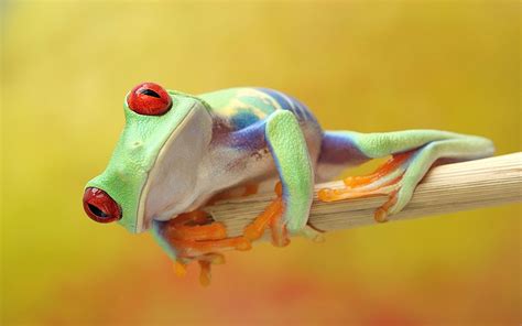 Funny Frog Macro Photography Best Hd Wallpapers
