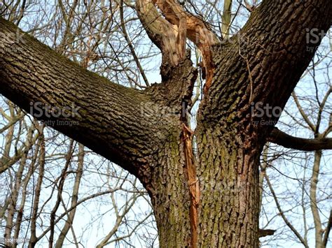Assessing Lightning Damage In Trees Gardening Know How