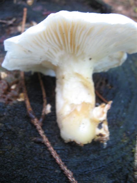 10.02.2011 · der pilz ist häufig schon an kränkelnden aber noch lebenden bäumen zu beobachten. Weißer Pilz auf Baumstumpf - Pilzbestimmung - 123Pilzforum