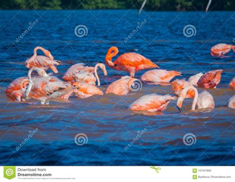 Pink Flamingos In Celestun Mexico Stock Image Image Of Feather