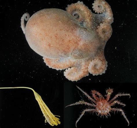 Les Curiosités De Lheureuse Imparfaite On Tumblr New Deep Sea Animals