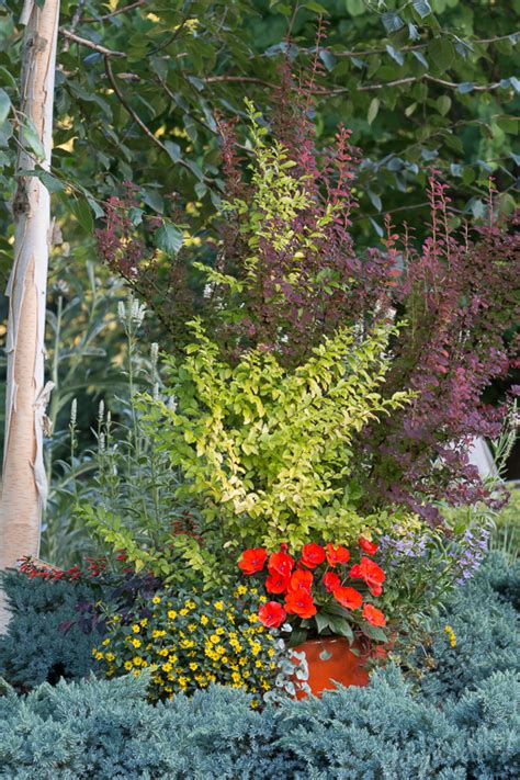 You can still have a lush, thriving garden by making smart choices. What does deer-RESISTANT mean? - Le Jardinet