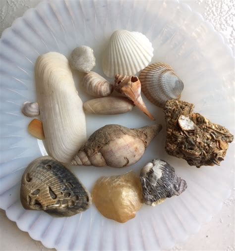 Collecting Seashells Types Of Shells Types Of Shells Sea Shells Shells