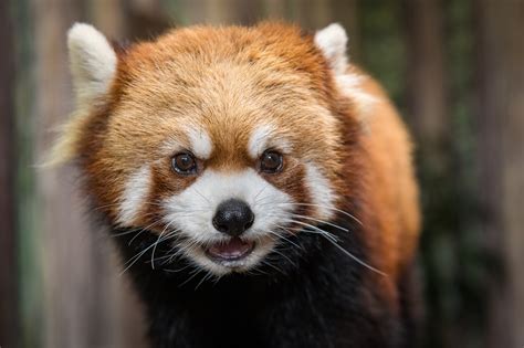 Red Panda Home Pandas Mammals Sikkim Gangtok Chilling Prirewe