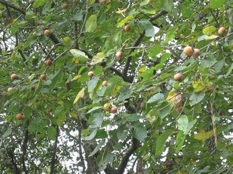 Many types of palm trees will grow in texas, however, in the coldest zones, 6 and 7, the best cold hardy palm trees to plant are the windmill palm tree, pindo palm tree and the needle palm trees. Foraging Texas: Persimmon - Virginian