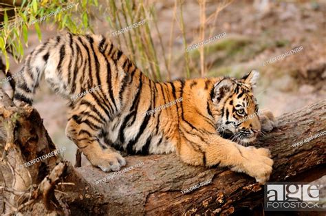 Young Tiger Stock Photo Picture And Rights Managed Image Pic Tfa