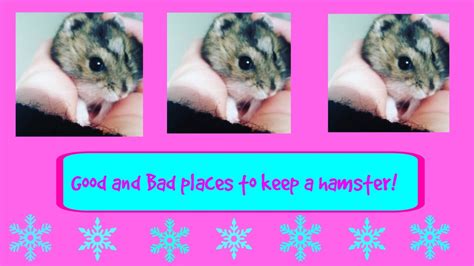 Safe And Unsafe Places To Keep Your Hamster Ham Youtube