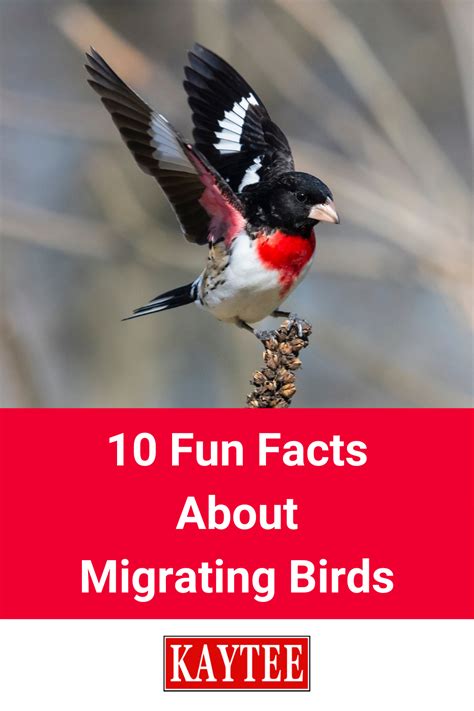 10 Fun Facts About Migrating Birds In 2021 Bird Migration Birds