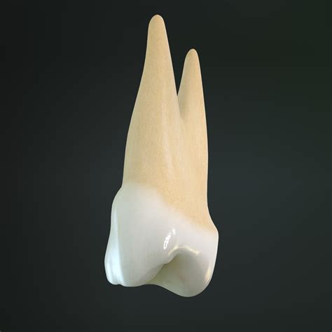 Tooth Premolar 3d Model