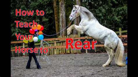 How To Teach A Horse To Rear Update New