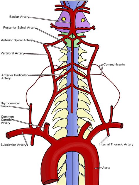 the cervical spinal cord and origin of the anterior spinal artery the download scientific