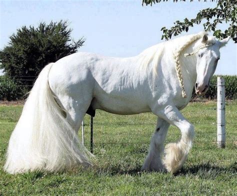 Brilliant White Horse 10 Unique And Beautiful Horses Pinterest