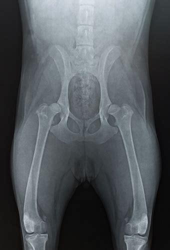 Hip Dysplasia - Canine Massage Therapy Centre