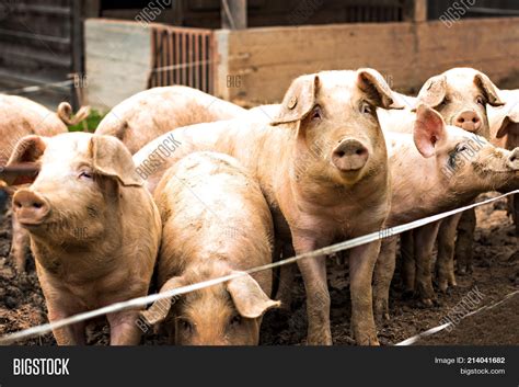 Herd Pigs Pig Breeding Image Photo Free Trial Bigstock