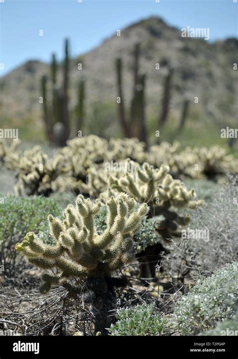 Desert Of Sonora Choya Cactus Sahuaro Desierto De Sonora Photo