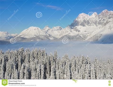 Beautiful View Of The Snow Covered Spruces Mountains And