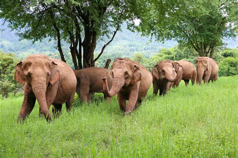 Save Elephant Foundation | Rescuing and Caring for Asian Elephants