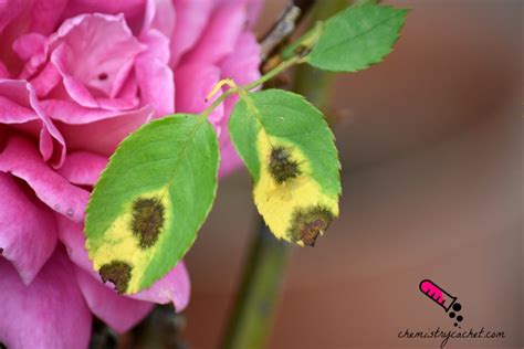 The black spot was a warning used by henry avery's first crew as a warning to wayward crew members. Best Tips for Combating Black Spots on Roses