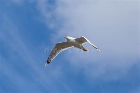 Common Gull Flying In A Blue Sky Stock Image Image Of Gull Nature