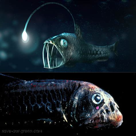 Viperfish Save Our Green