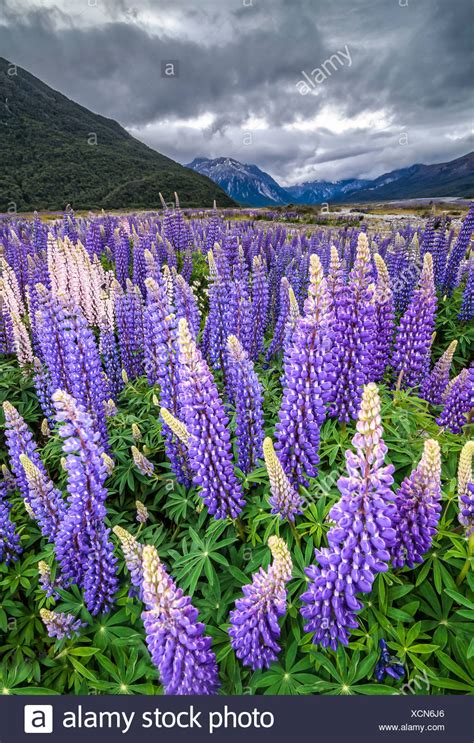 Arthur Pass High Resolution Stock Photography And Images Alamy