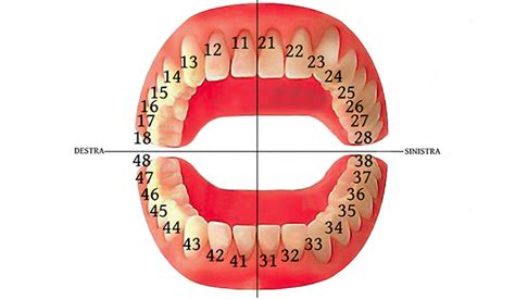 Come Si Numerano I Denti Centro Medico Odontoiatrico Clinica Sorriso