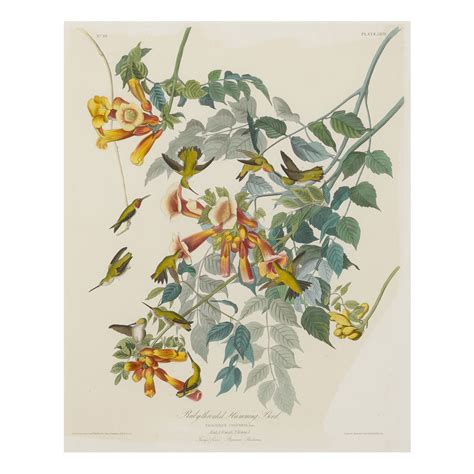 John James Audubon After Ruby Throated Hummingbird Plate Xlvll