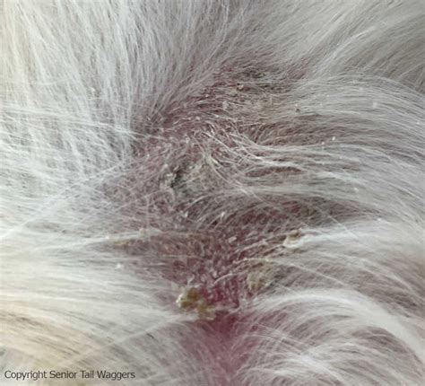What Causes Scabs On Dogs Back