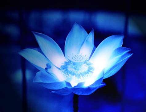 Blue Glowing Flower By Copyx On Deviantart