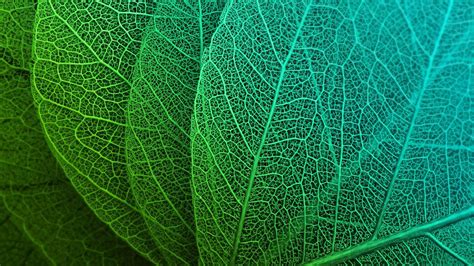 8k Leaves Wallpapers Top Free 8k Leaves Backgrounds