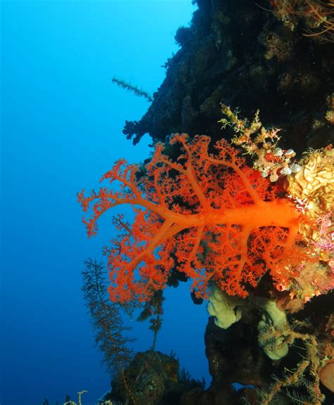 I Heart Bunaken Stories The Coral Triangle