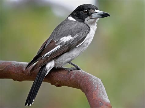 Gray Butcherbird - eBird