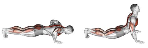 Cobra Push Up Benefits Muscles Worked More Inspire Us