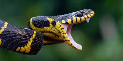 Top De Serpents Les Plus Dangereux Du Monde Wk Vet Fr