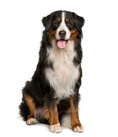 Bernese Mountain Dog Stock Photos Pictures And Royalty Free Images Istock