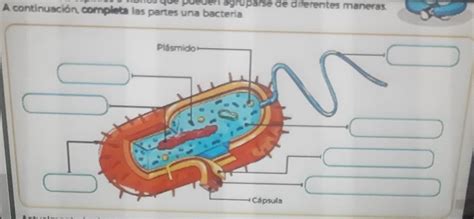 Completen Pliss Completar Las Partes De La Bacteria Plis Brainlylat
