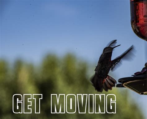 Get Moving Hummingbird Poster Free Stock Photo Public Domain Pictures