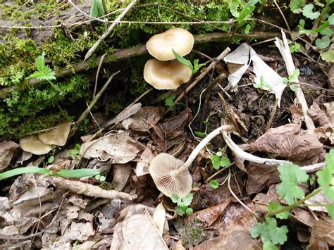 Active Mushroom Hunting And Identification Shroomery