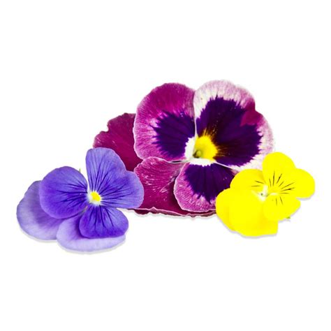 Bulk Edible Pansy Blossoms For Sale Marx Foods