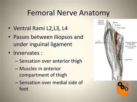 Ppt Nerve Injuries In The Lower Limb Powerpoint Presentation Free