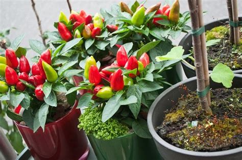 Keeping Pepper Plants Alive Over The Winter How To Winter Peppers