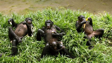 Huge Nature Reserve Created For Bonobos