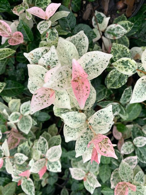 Snow And Summer Tri Color Variegated Asiatic Jasmine Plant Etsy